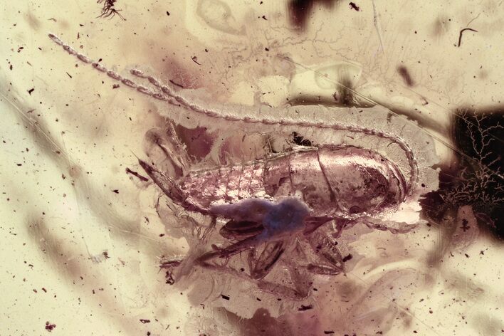 Detailed Fossil Cockroach (Blattodea) In Baltic Amber - Rare! #335746